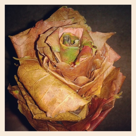 Autumn leaf rose
